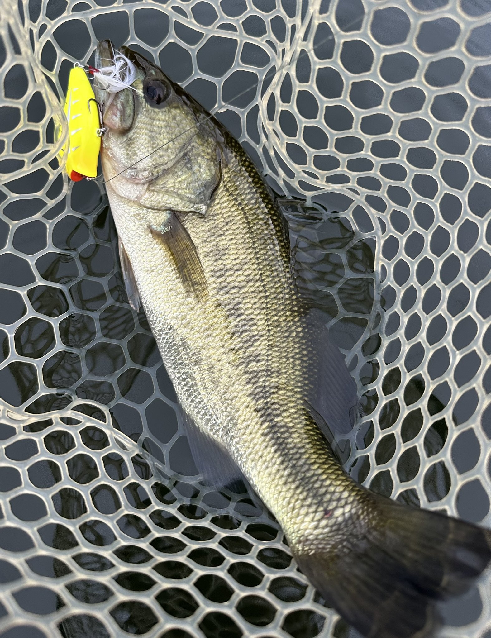 ヤマトクローラー　skillful スキルフル 価格アウトドア・釣り・旅行用品 - スキルフル×ヤマト屋 ヤマト