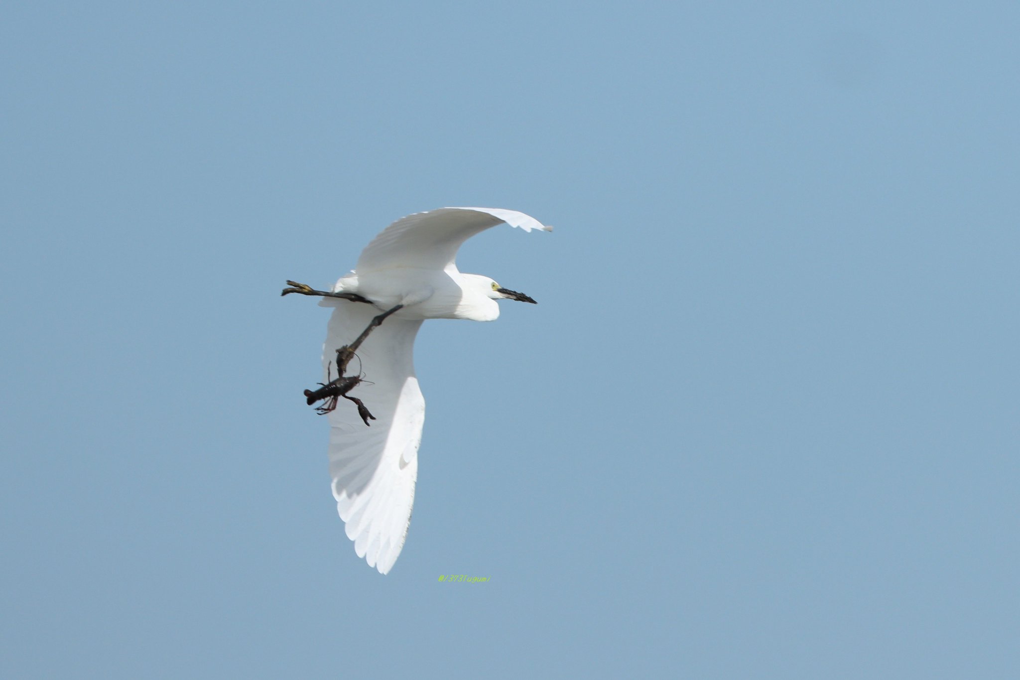 彩霞 鵤（ｻｲｶ ｲｶﾙ） on X: 