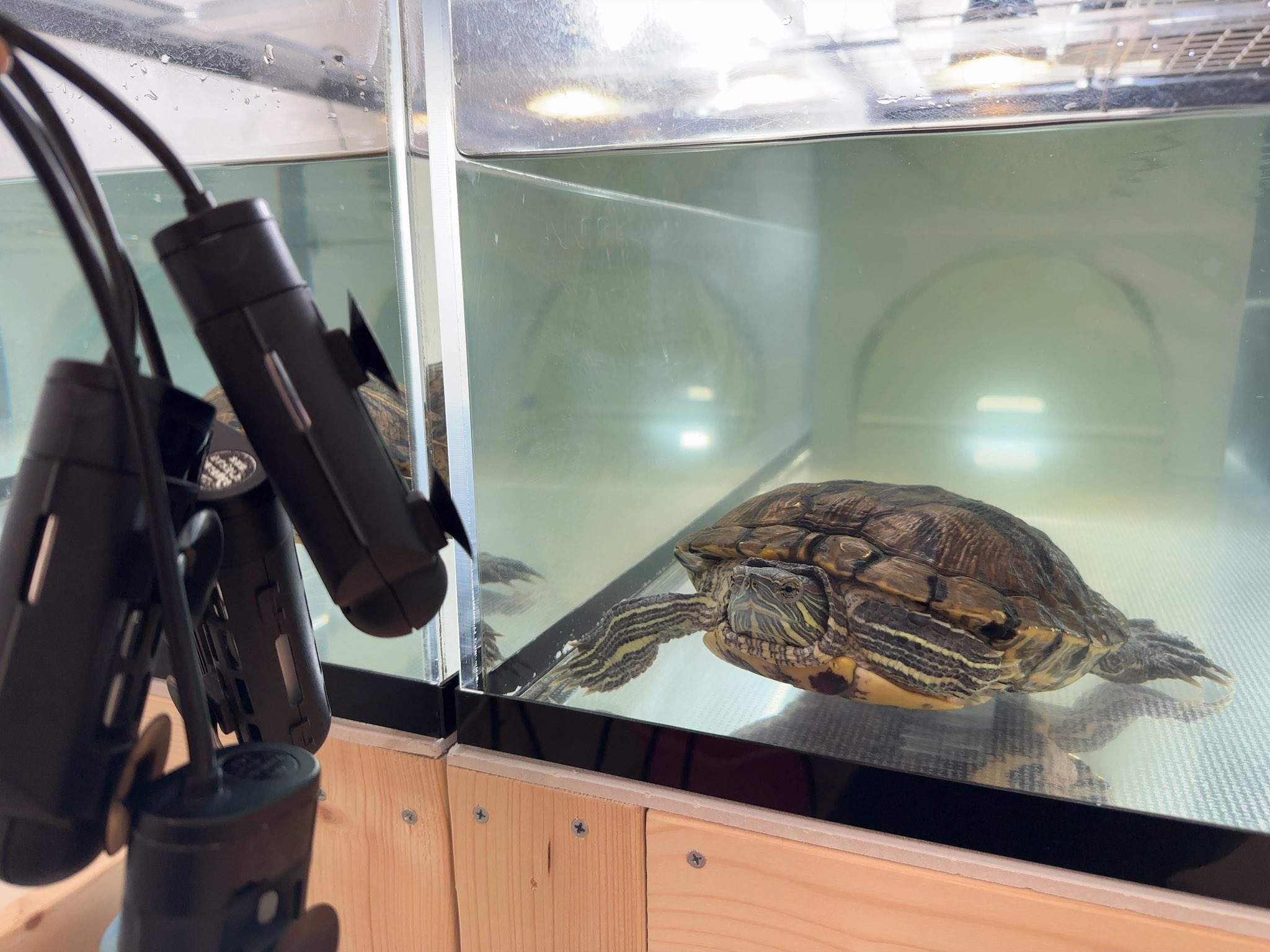 カメちゃん みこ【カメぽんちゅーぶ🐢】 on X: 