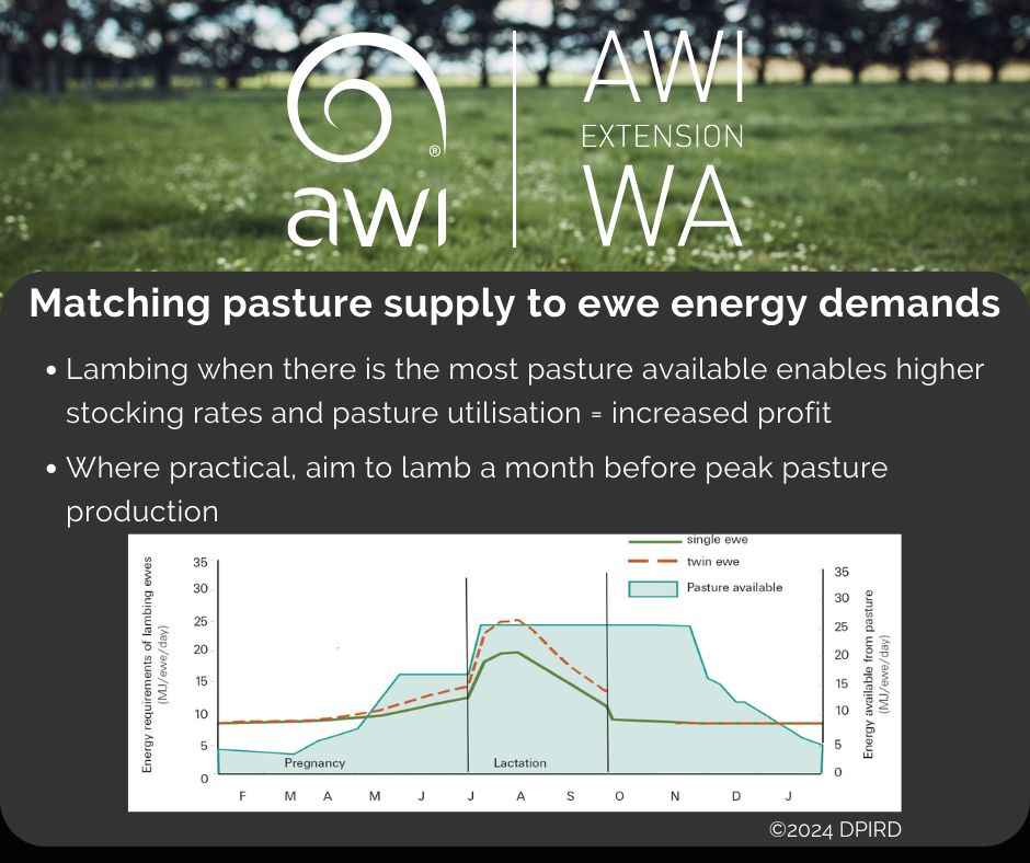 Have you reviewed your time of lambing recently? You can use the Lambing Planner to see how changing the time of lambing impacts other key activities during the year. Find it here: buff.ly/UCBseOY.