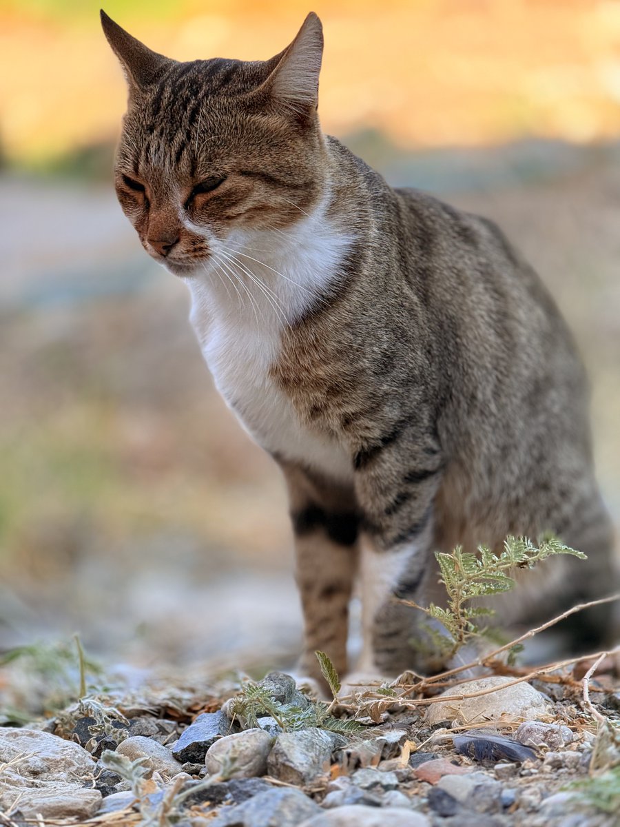 Ulann mart gelsin diye evrene o kadar miyavladık sonbahar gelmiş miyavını satayımm 🤦🏻🤷🏻‍♂️🙄