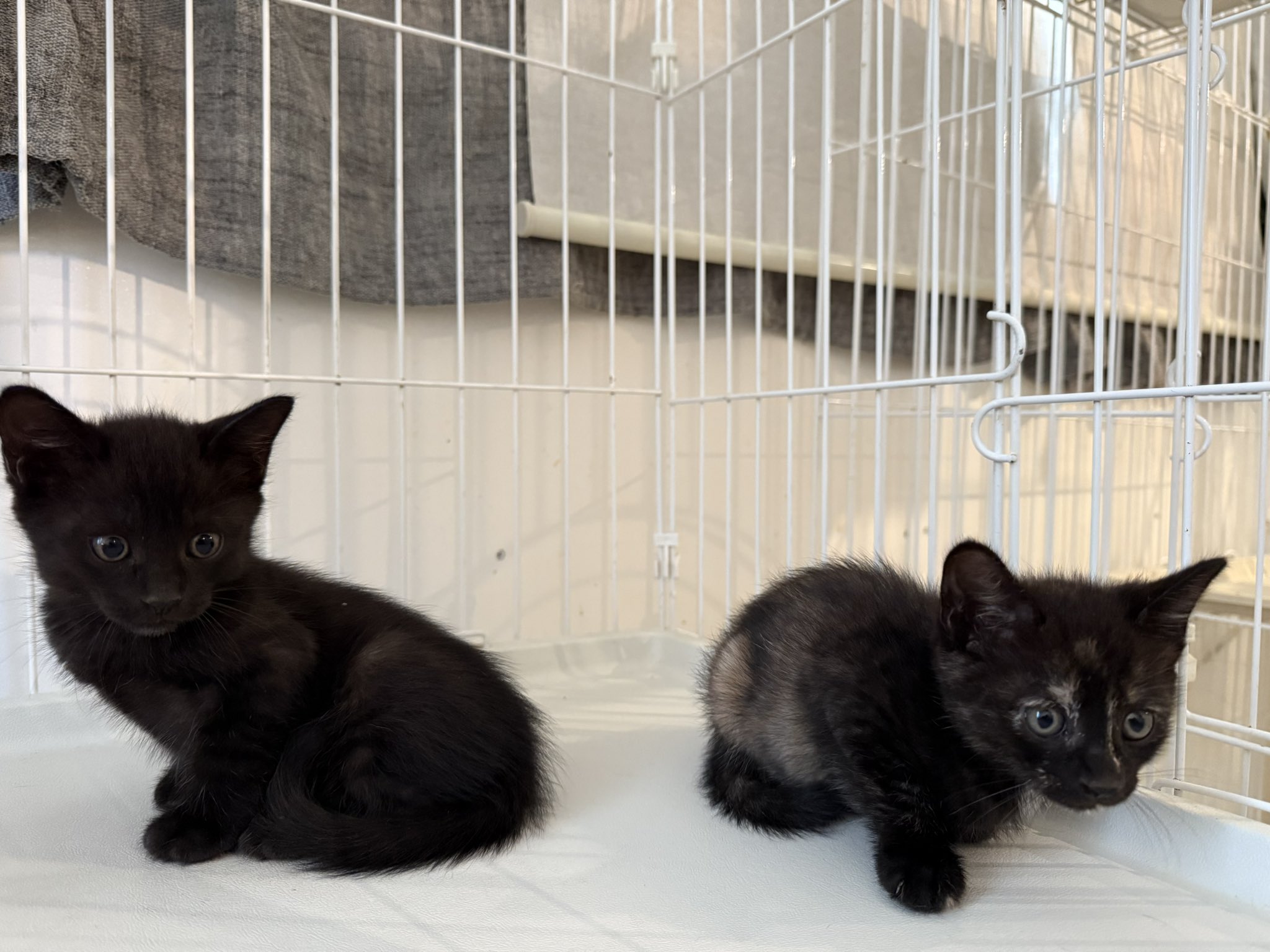 Nyapan＆猫suncafe on X: 