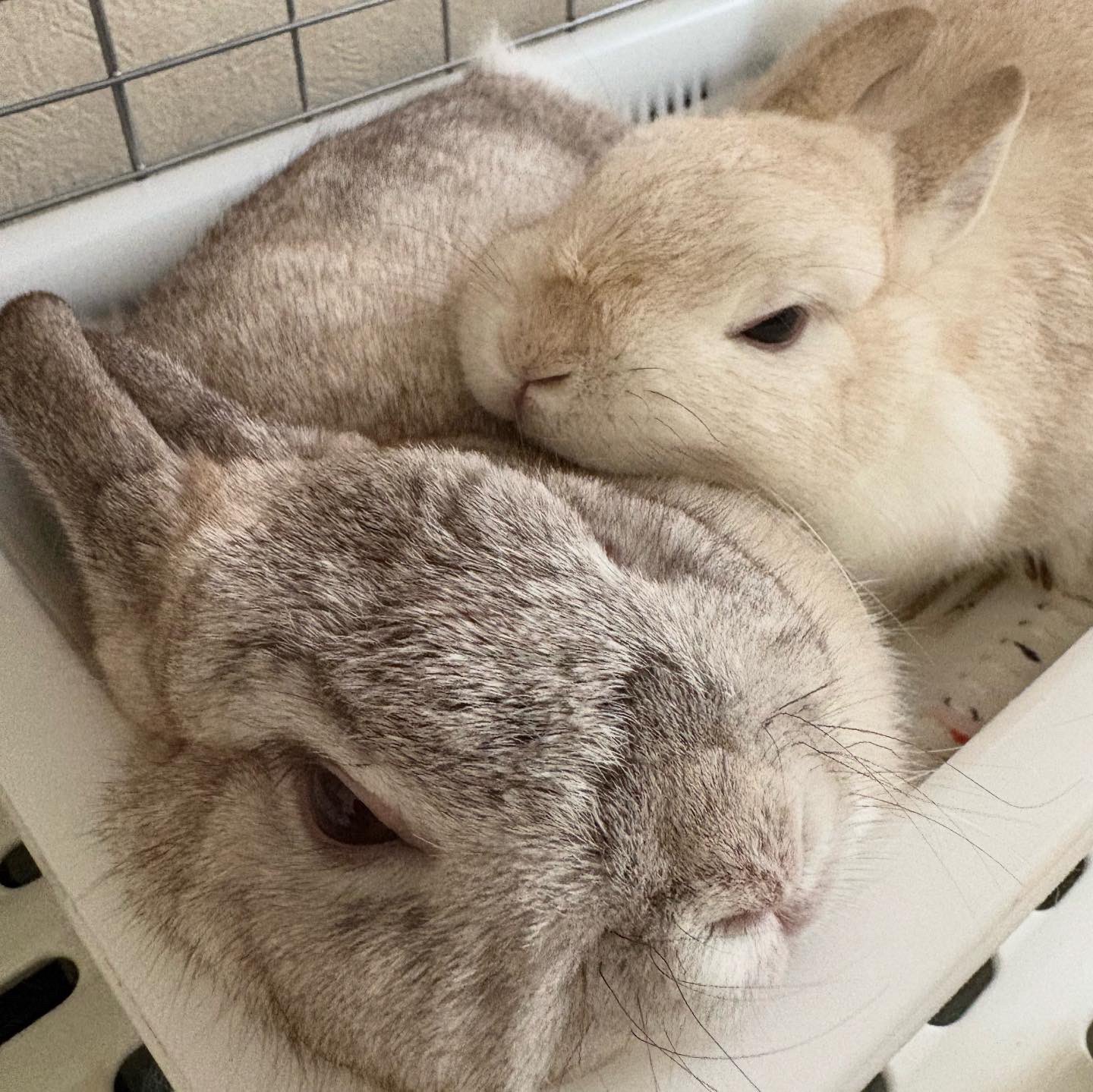 🐰うさぎの幸と福と心と華🐰 on X: 