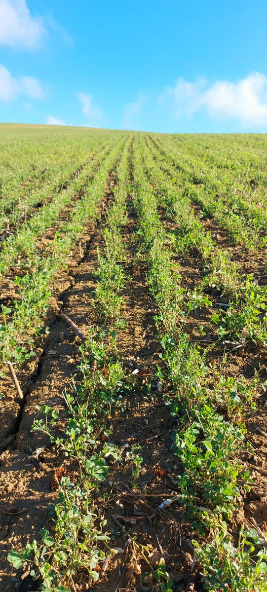 DavidLades's tweet image. 🌱Très belle luzerne semence implantée sous un couvert de tournesol bien maîtrisé !
Parcelle propre, protection du sol, production de semences = ✅ mission en cours !
#Agroécologie #Semences #CouvertVégétal #Luzerne #Tournesol