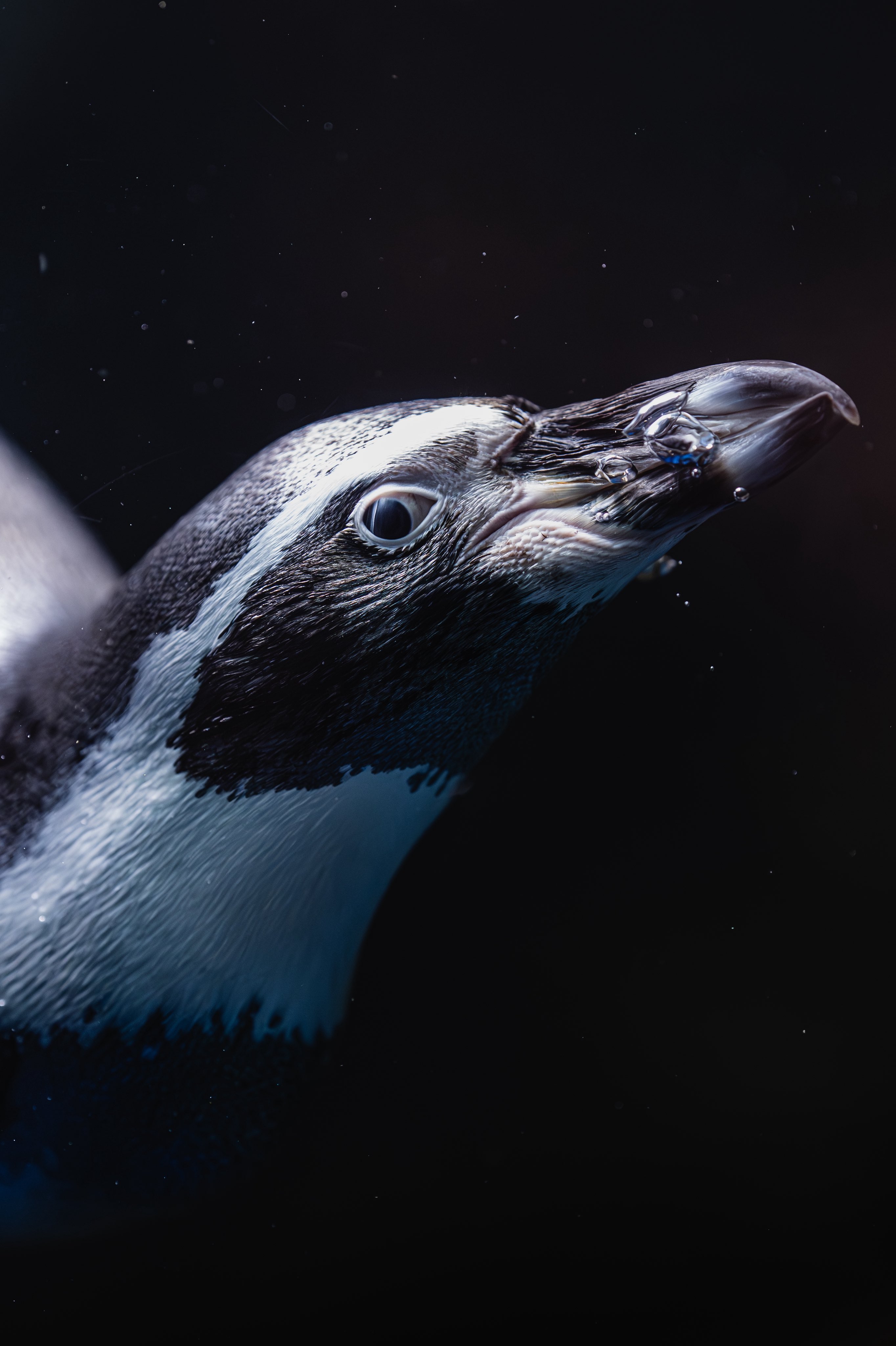 実物写真❤️ミオハルタカ好き❤️ ペンギンピアス 実物写真❤️ミオハルタカ好き❤️ ペンギンピアス - メルカリ