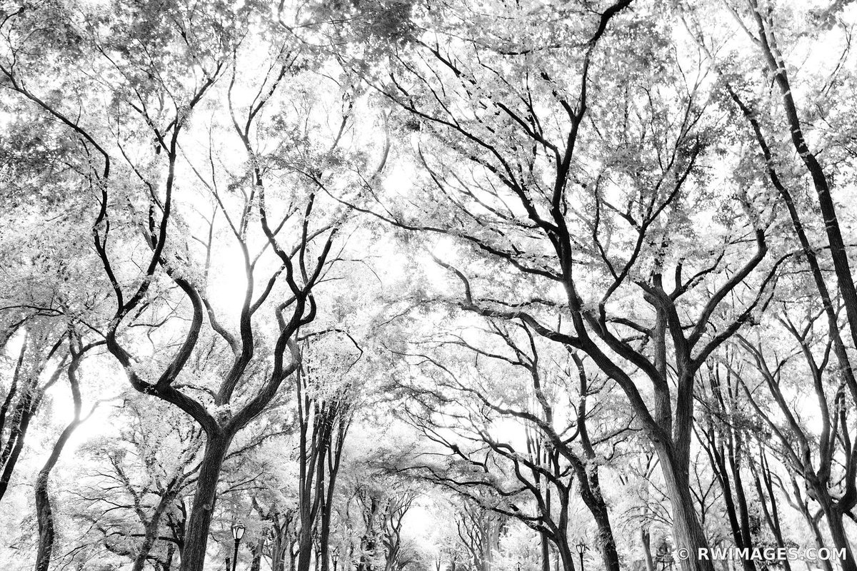 POET'S WALK CENTRAL PARK MANHATTAN NEW YORK CITY BLACK AND WHITE phot.dk/6gz/sc