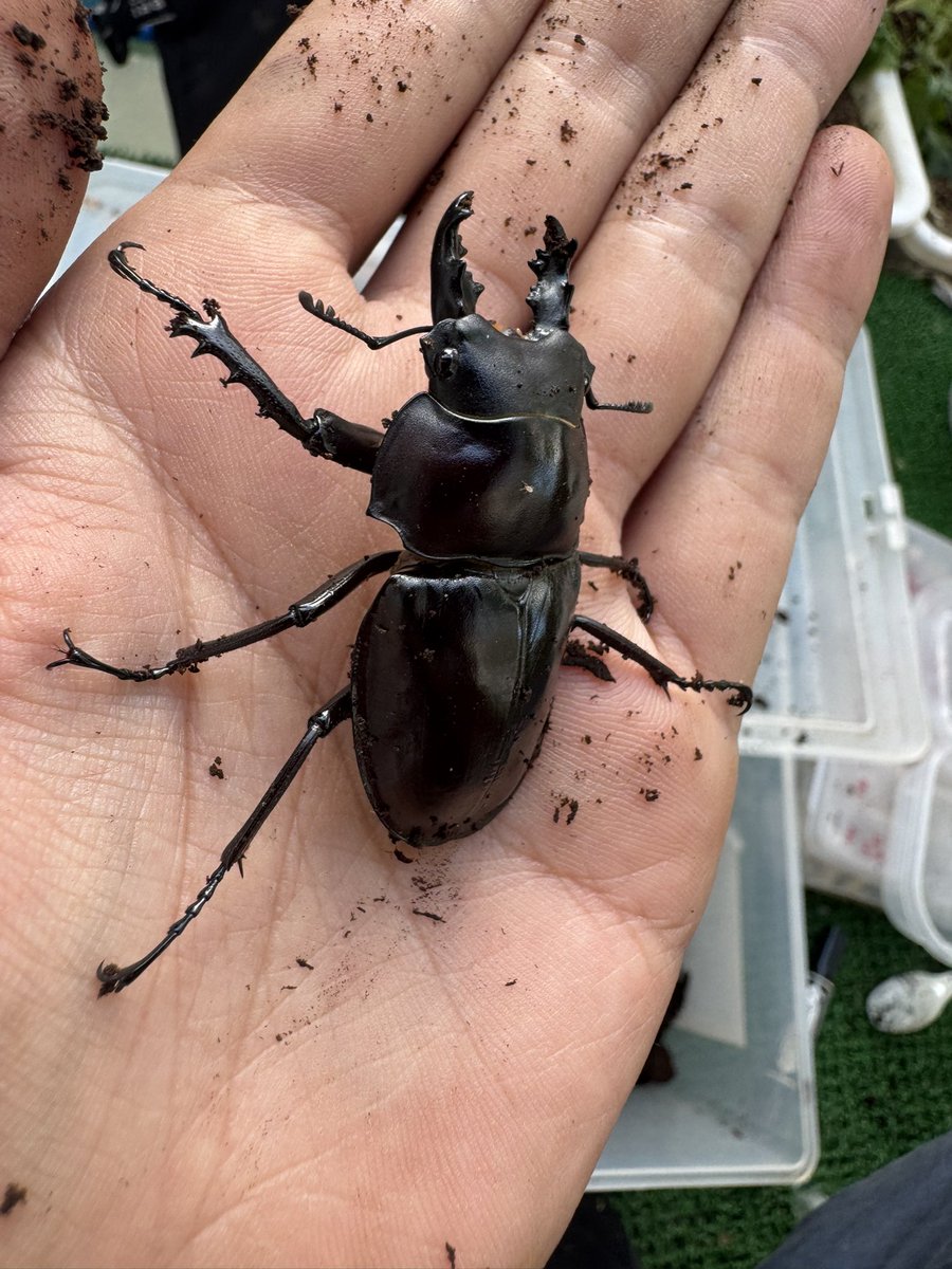 2023年に自己採集した西表島産ヤエヤマルバネクワガタの羽化が始まりました。
沖縄で温度管理なしで飼育するとやっぱり大きくならないなぁ。

8♂1♀。雄に偏りが💦
3頭は前蛹と蛹でしたので、これらが♀であることに期待して、次に繋げていきたいです！