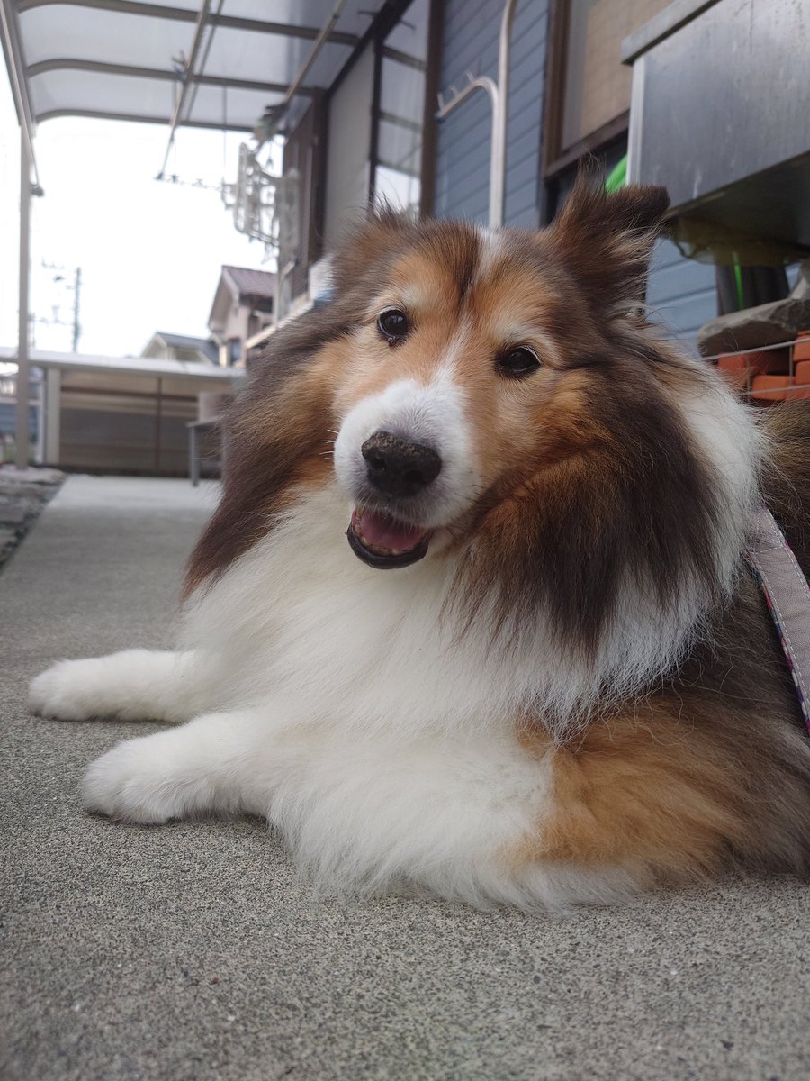 今日で1ヶ月経ちました。
お空で元気にしてるかな？虹組の先輩たちと仲良く遊べてるといいな。レノ、いつでも帰って来ていいからね。
#秘密結社老犬倶楽部天国支部