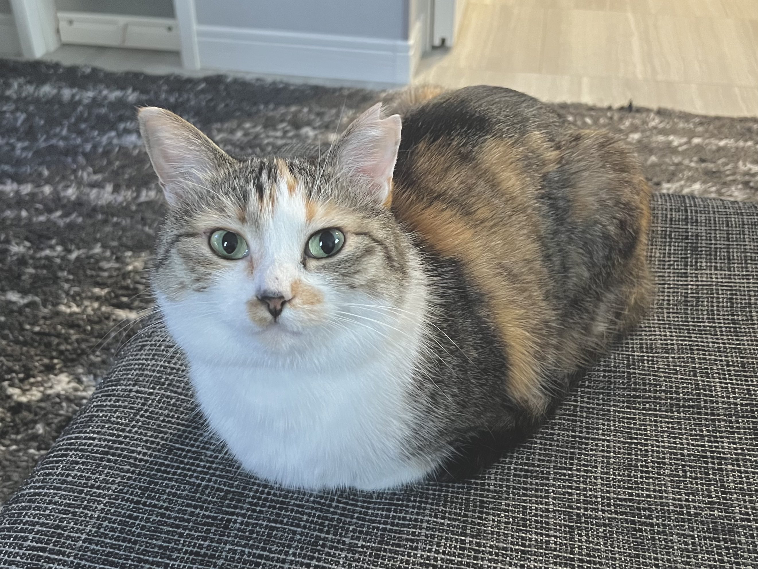 25718❤猫好き( ΦωΦ )ねこがかおあらうわけ 25718❤猫好き( ΦωΦ )ねこがかおあらうわけ