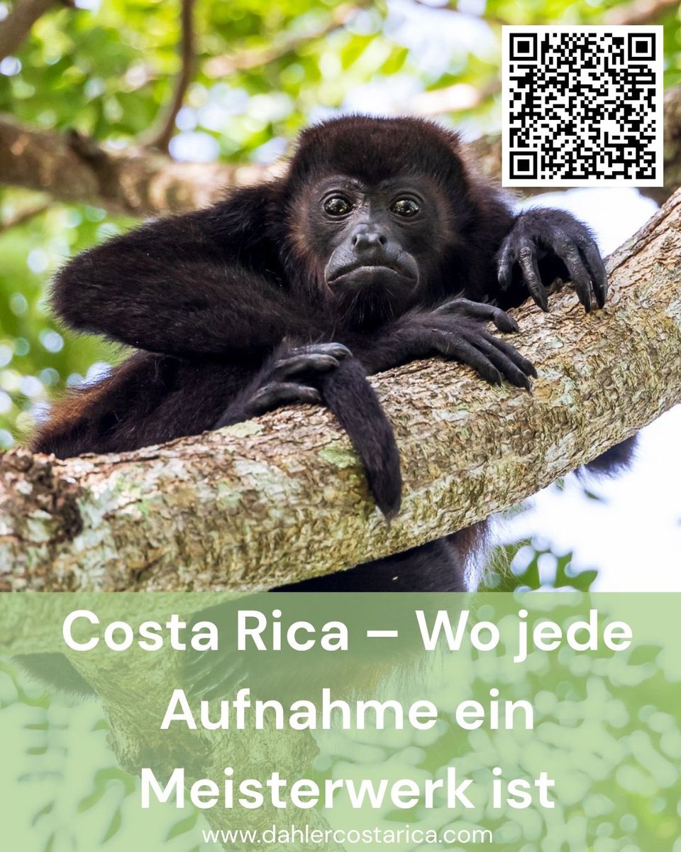 SwissTropical's tweet photo. Einzigartig und Traumhaft
https://t.co/iIXArHjSmT https://t.co/Jegg3tQi5V