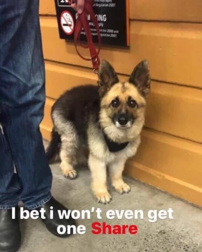 BestinDogs's tweet photo. A German Shepherd with dwarfism.😍😊❤️ https://t.co/wCdsn1pUyi