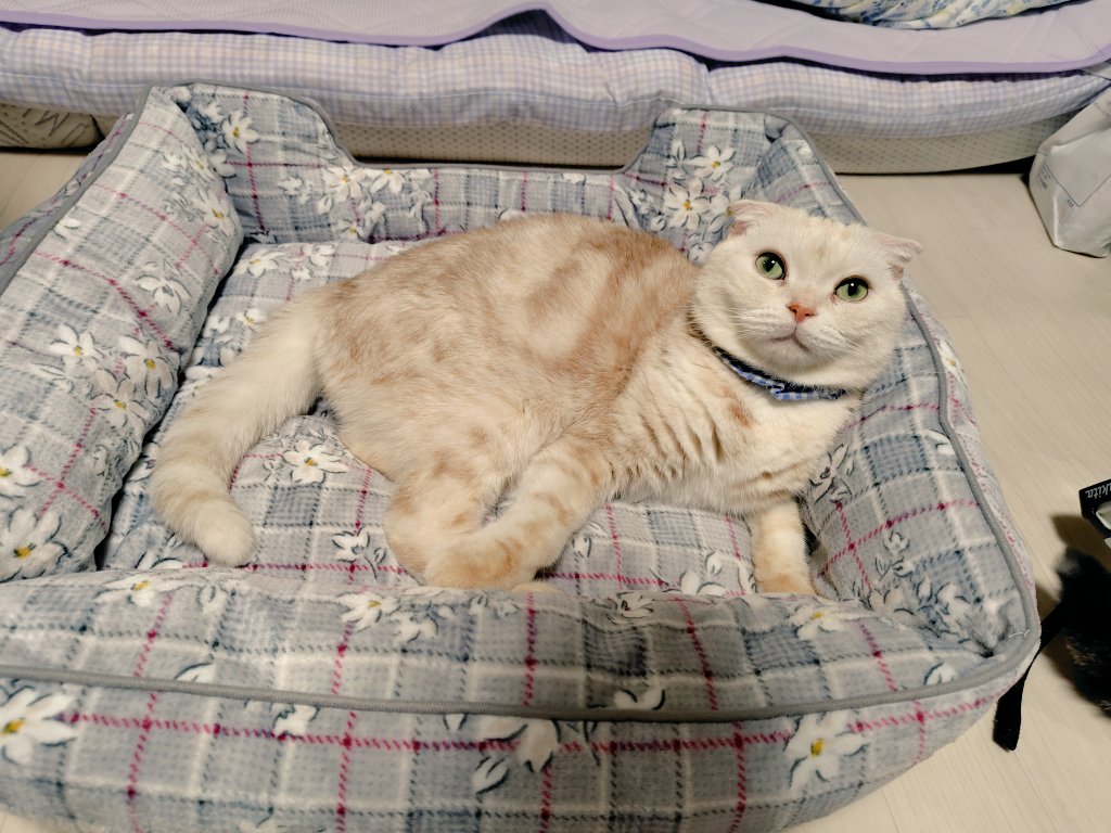 どこかの猫好き 71+lvO29YeL.jpg