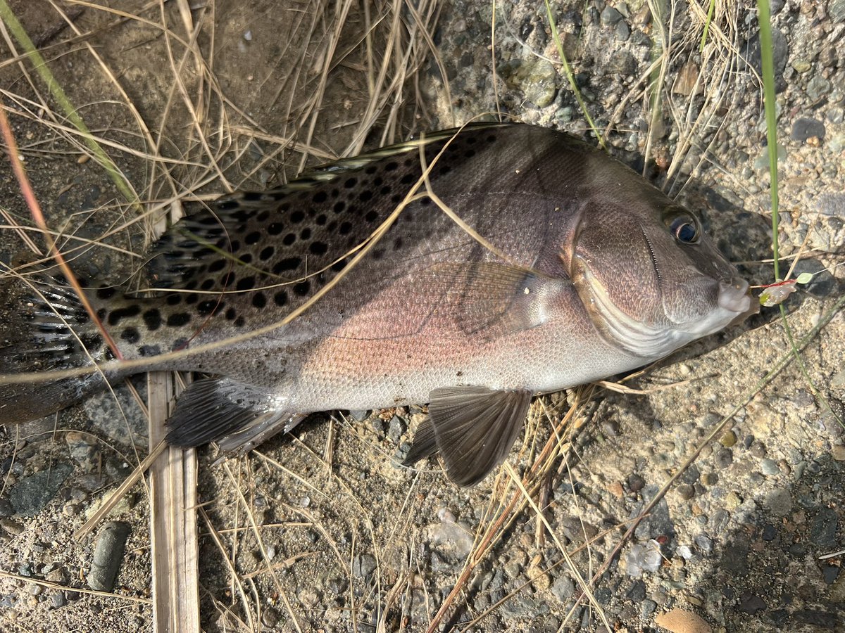 釣り人達(相模川) 相模川 - Search / X