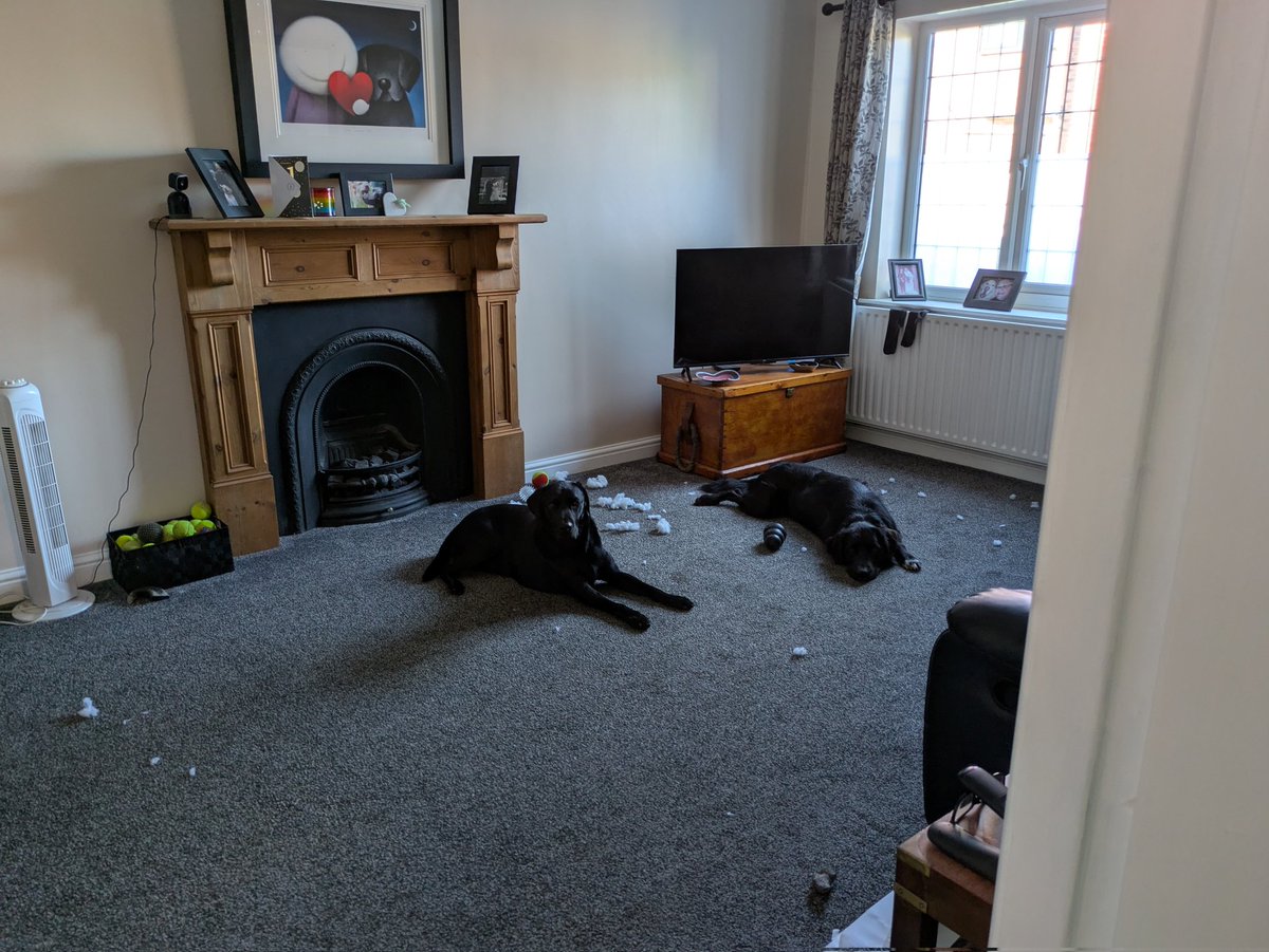 Otis, Flash & Rainbow Benji & Charlie🌈 tweet media