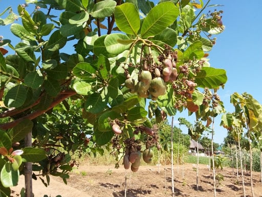 Leo, mgombea wa Urais kupitia Chama Cha Mapinduzi (CCM) yupo mkoani Mtwara katika muendelezo wa kampeni zake za uchaguzi.

Zao la korosho ni miongoni mwa mazao muhimu kiuchumi mkoani Mtwara, likichangia takribani asilimia 25 ya Pato la Taifa. Zao hili linazalishwa kwa wingi