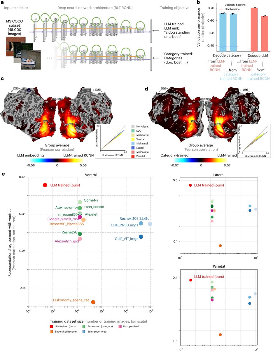 PonNutr's tweet image. 人間の脳が自然な場面を理解するとき
その表現の仕方が、大規模言語モデル（LLM）の“文章理解”と驚くほど似ていることが分かった

👉 AIと脳は、同じ言語的コードで風景を整理しているのかもしれない

#今日の論文紹介
#AIと脳
#NatureMachineIntelligence