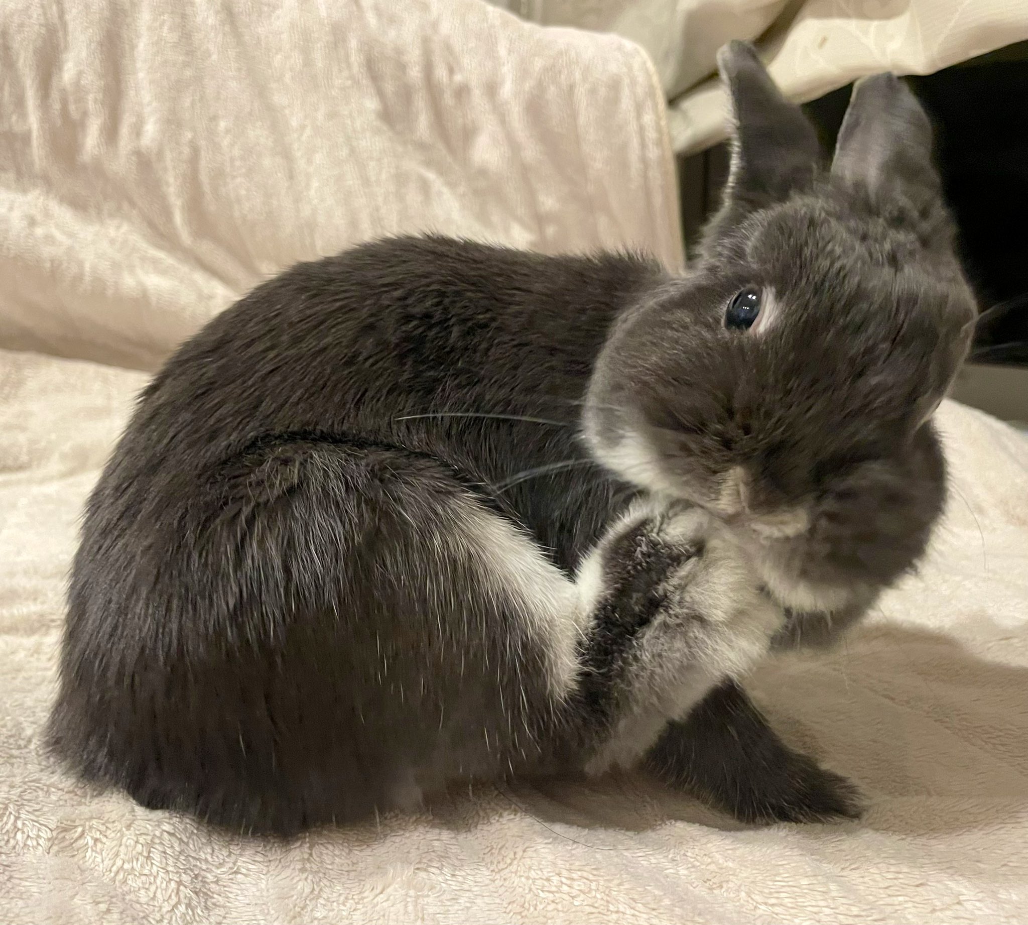 うさぎだいすき だいすきちいかわ シェイプブックミニ たのしいね! うさぎ