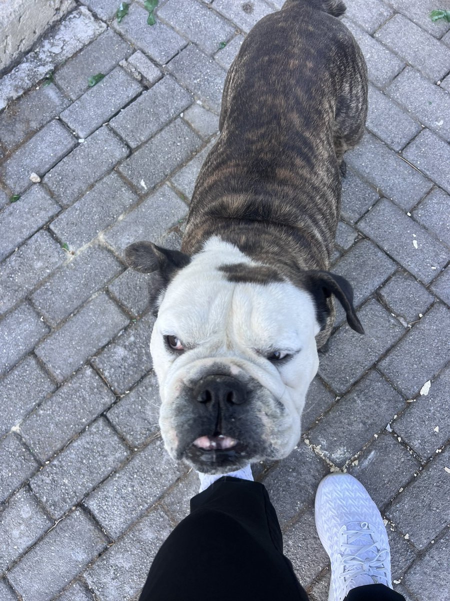 culcix's tweet photo. pitbull sami 🐶 
#kuzeygüney https://t.co/1TwuSh3LvK