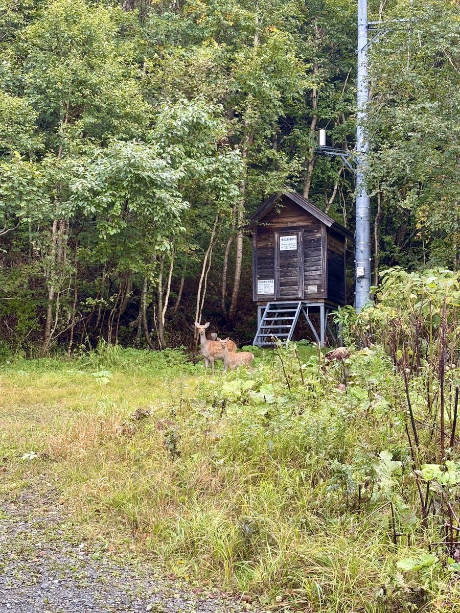 美瑛町での最終日は粛々とトレーニング。
ポジディーボの永井さん、畑中も一緒です。

草木が茂ってる場所や林道に行かなければ大丈夫と聞いてはいたけど、やはりリスクは分散すべし。皆が納得の確率1/3🐻

結果的に遭遇したのは鹿のみ。大自然の中で良い練習ができて良かったです👍