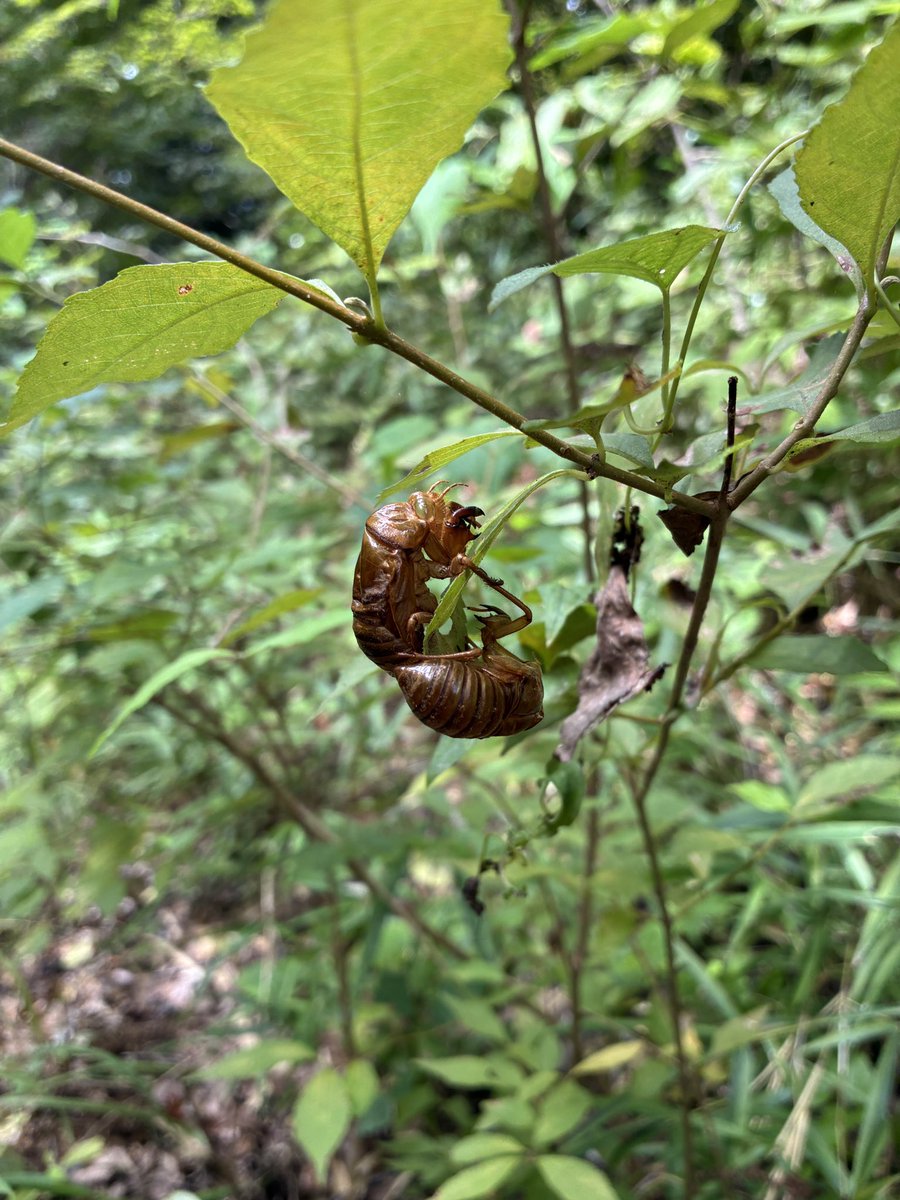 ToruGuide's tweet image. 涼風に蝉二匹だけ鳴く森よ
With a cool breeze coming, the thunderous chorus of cicadas has gone, and now only two are still singing in the woods. I miss their sounds, but I also welcome a new season.
#haiku #俳句 #cicada #autumn