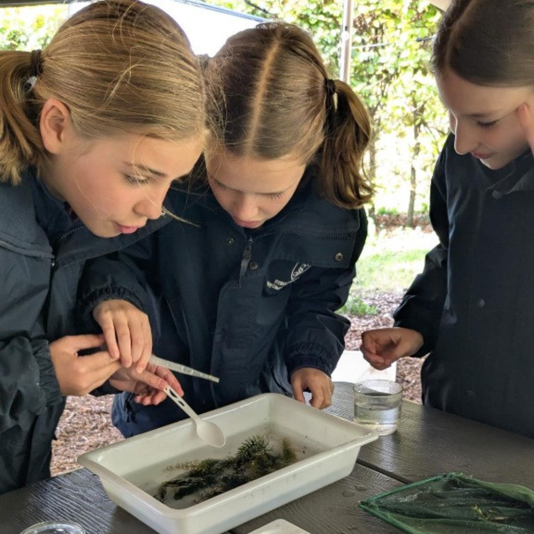 Year 6 had a brilliant trip to FSC Juniper Hall 🌿🐛! Pond dipping, bug hunting, and using pooters &amp; pipettes brought their Classification &amp; Adaptation topic to life 🔬✨

#KESPrep #ProudlyPartOfKESFamily #STEM #OutdoorLearning #YoungScientists