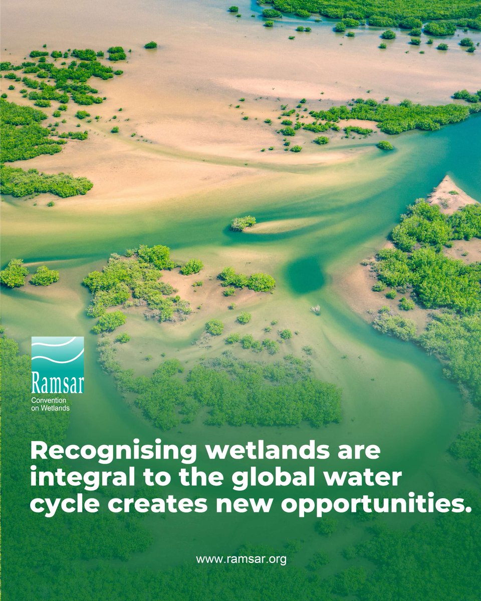 💧 Recognising wetlands are integral to the global water cycle creates new opportunities. 

🌱 Wetlands support water security at all scales. 

🌍 Countries that incorporate wetlands into national water, climate &amp; development strategies are building resilience while reducing