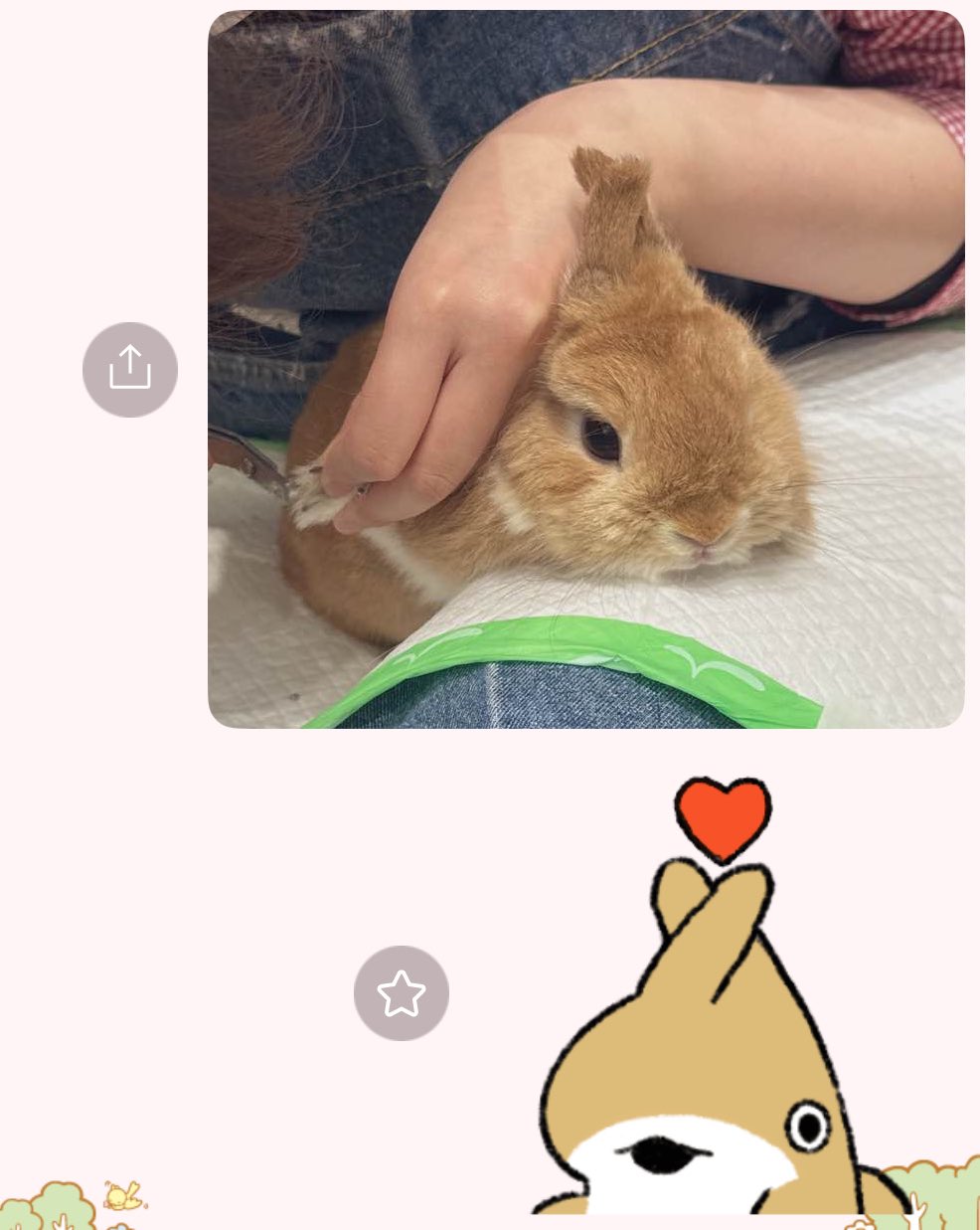 わんこです♡ うらら on X: 