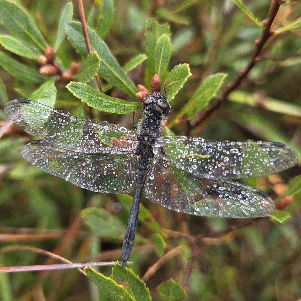 Beauty on the bog, even in the rain. 
NPAP’s Lucia captured this wonderful image of a Black Darter at Cors Goch.

#WalesPeatlandAction #HighNatureLowCarbon
<a href="/NatResWales/">Cyfoeth Naturiol Cymru | Natural Resources Wales</a> 
#Nature