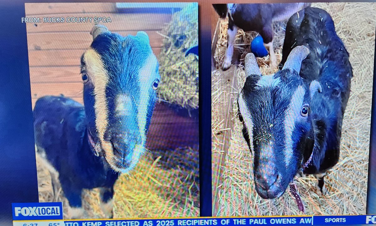 ๐๐๐๐ก๐ก๐ฎ๐๐๐ก๐ โข ยฉ ยฎ โ ๐บ๐ธ (@phillytalk) on Twitter photo Vincent Van Goat and Goatzart are up for adoption at the Bucks County SPCA.
I know a guy <a href="/mowoodier/">N-Word R Murrow</a> Vincent Van Goat and Goatzart are up for adoption at the Bucks County SPCA.
I know a guy <a href="/mowoodier/">N-Word R Murrow</a>