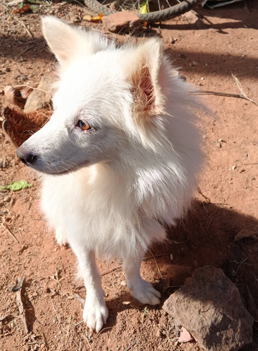 yuvanya_'s tweet image. Dona #Doggo