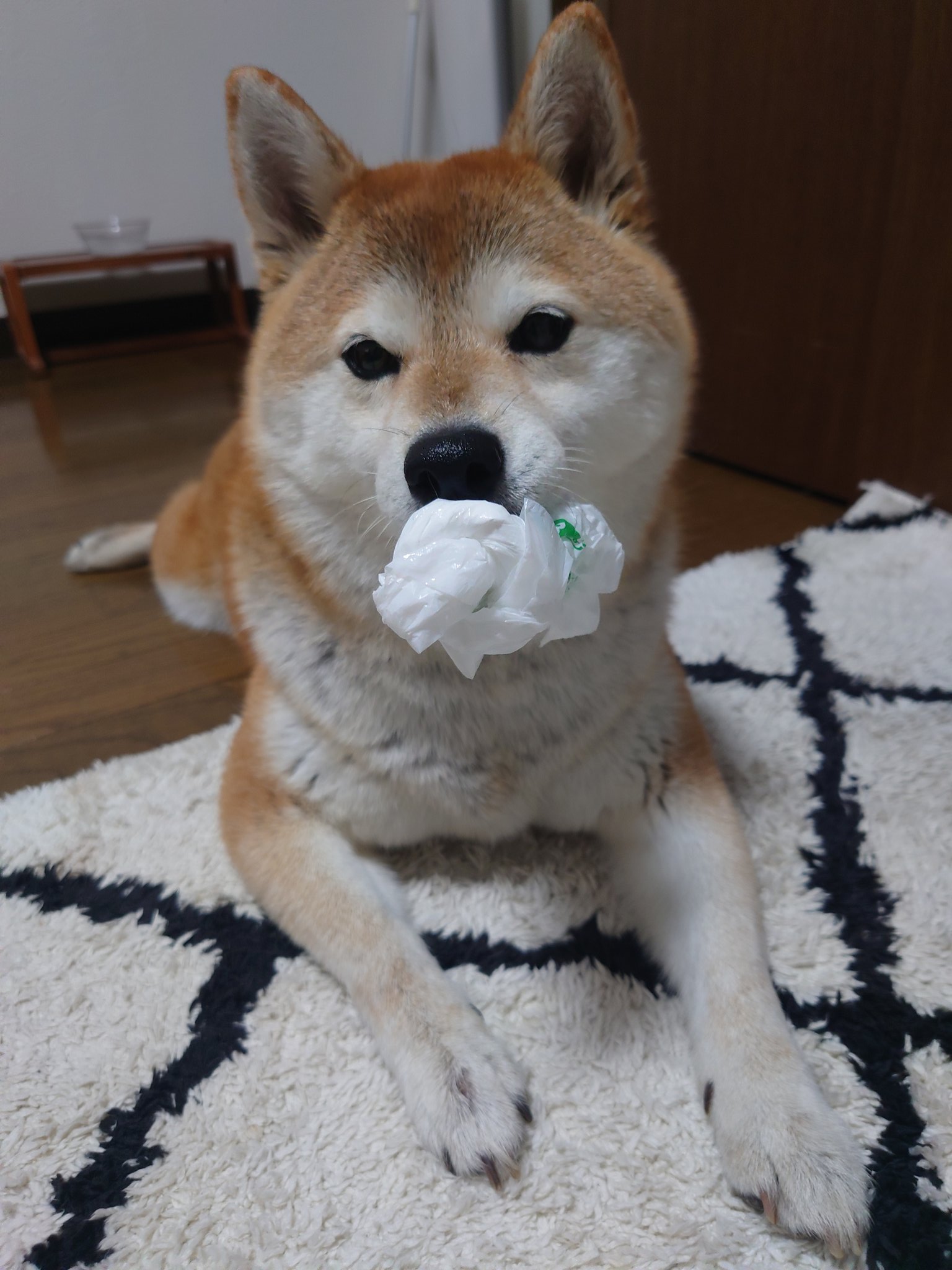 仲良し柴犬さん♡ にこっ🩵 #柴犬 #しばいぬ #しば #柴 #shiba #shibainu #柴犬の