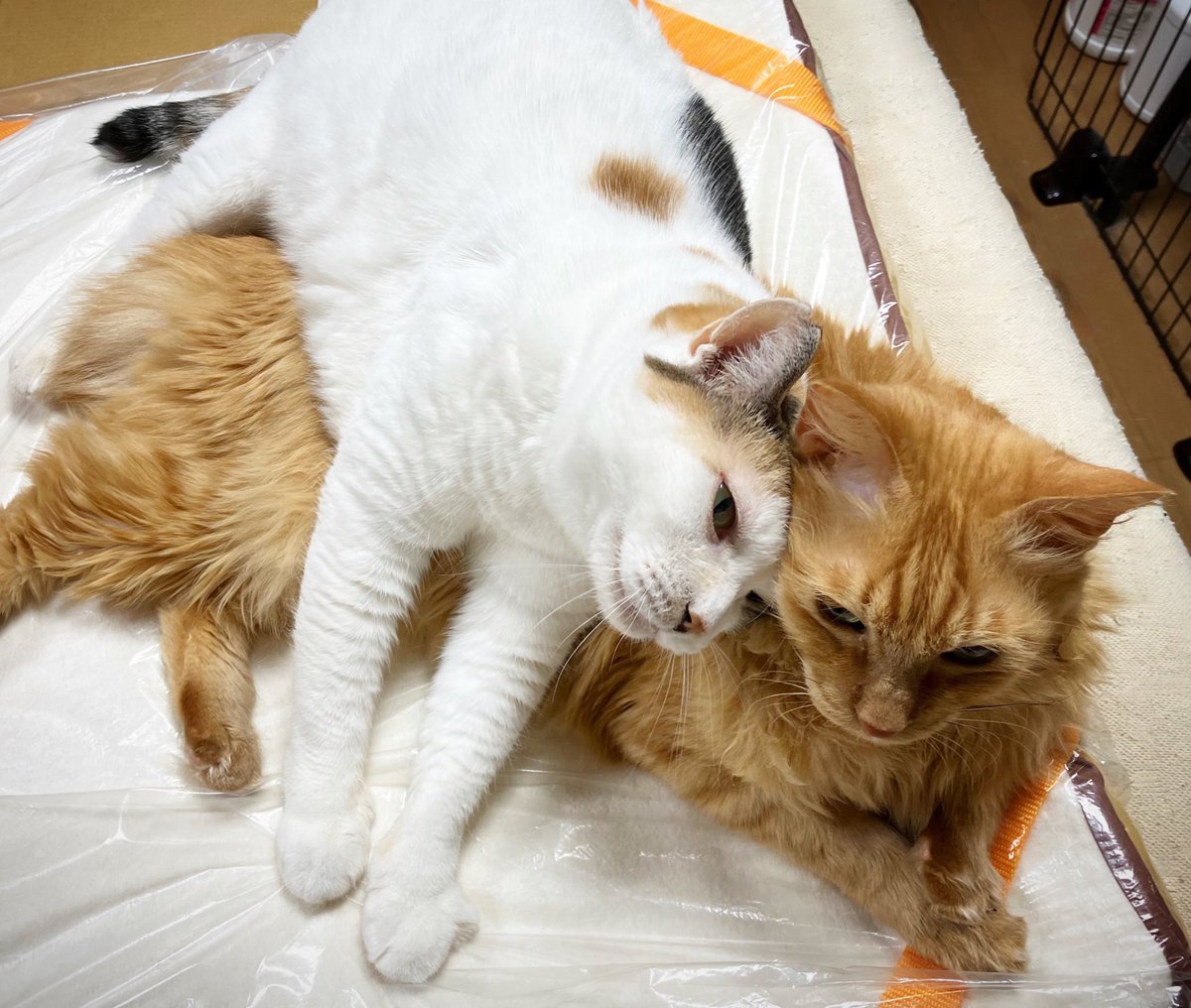 JiJi NaNa cats (@ygk0701) / Posts / X