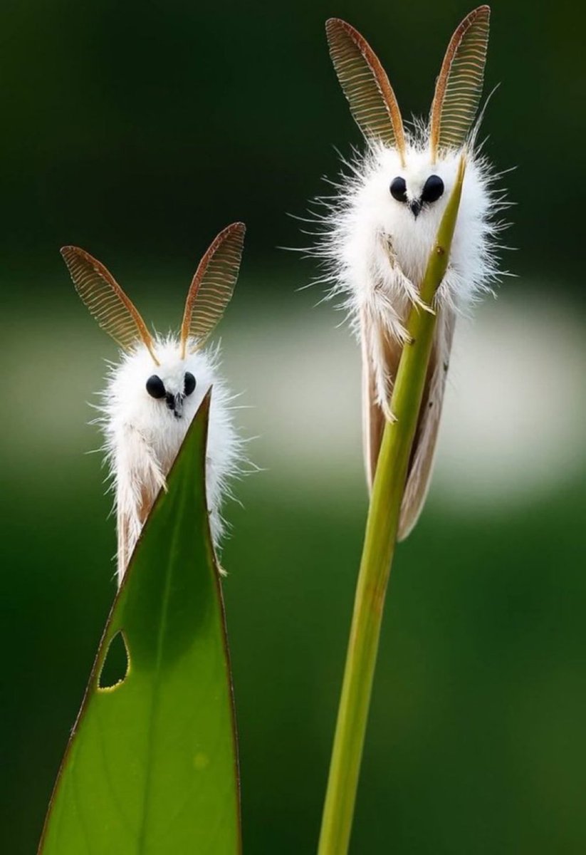 Wir retten alle Tiere im Landkreis Starnberg. Von der Ameise bis zur venezolanischen Pudelmotte.
Deshalb helft uns gerne bei der Wahl zum besten Vereins in Bayern.
arabella-bayern.de/bayerns-beste-…