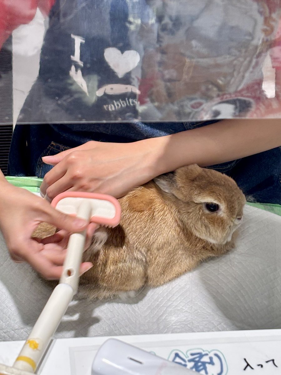 うさぎXうさぎ ナスカ@通販 on X: 