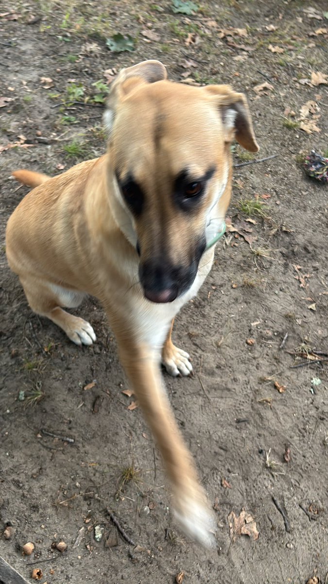 GM GM GM!

Tell your dog you don’t love them today. That’s something to strive for this week.