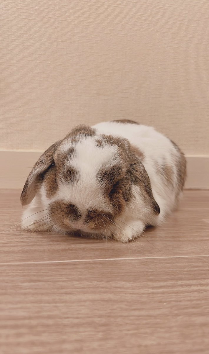 うさぎのうさじ on X: 