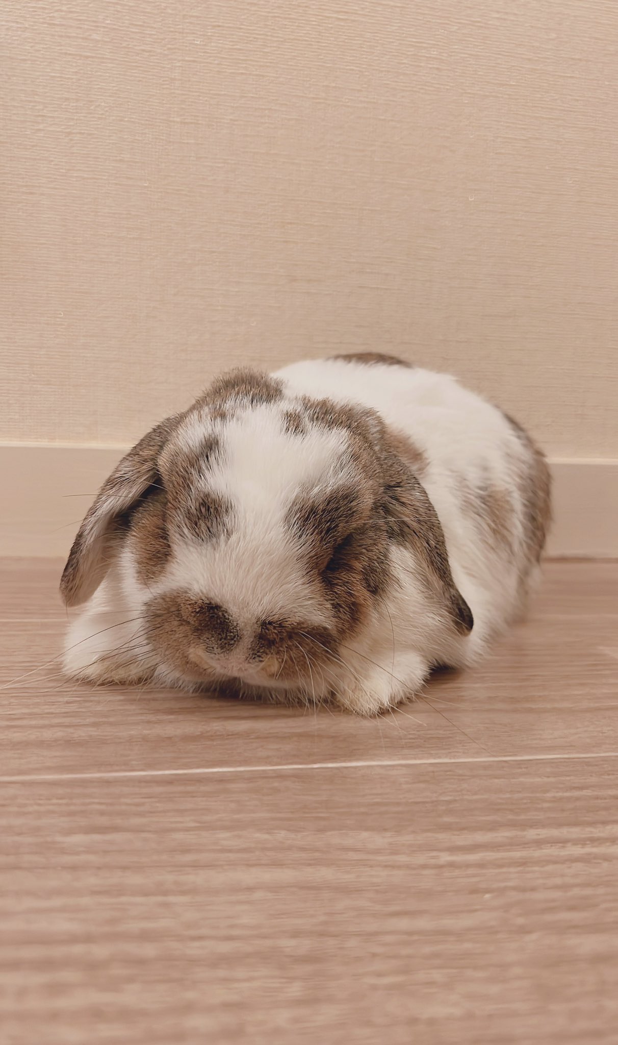 うさぎのうさじ on X: 
