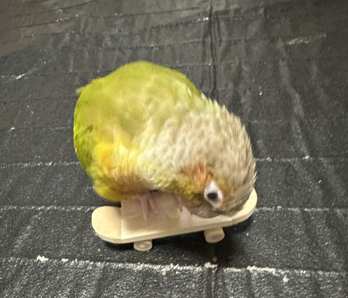 金運インコ シロハラインコ属図鑑｜Caique / Pionites | OPiときめく愛鳥図鑑