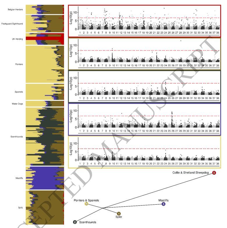jsantoyo's tweet image. Integrative genotyping and analysis of canine structural variation using long-read and short-read data. #DogGenetics #StructuralVariants #LongRead #SequenceData @GenomeBiolEvol
academic.oup.com/gbe/advance-ar…