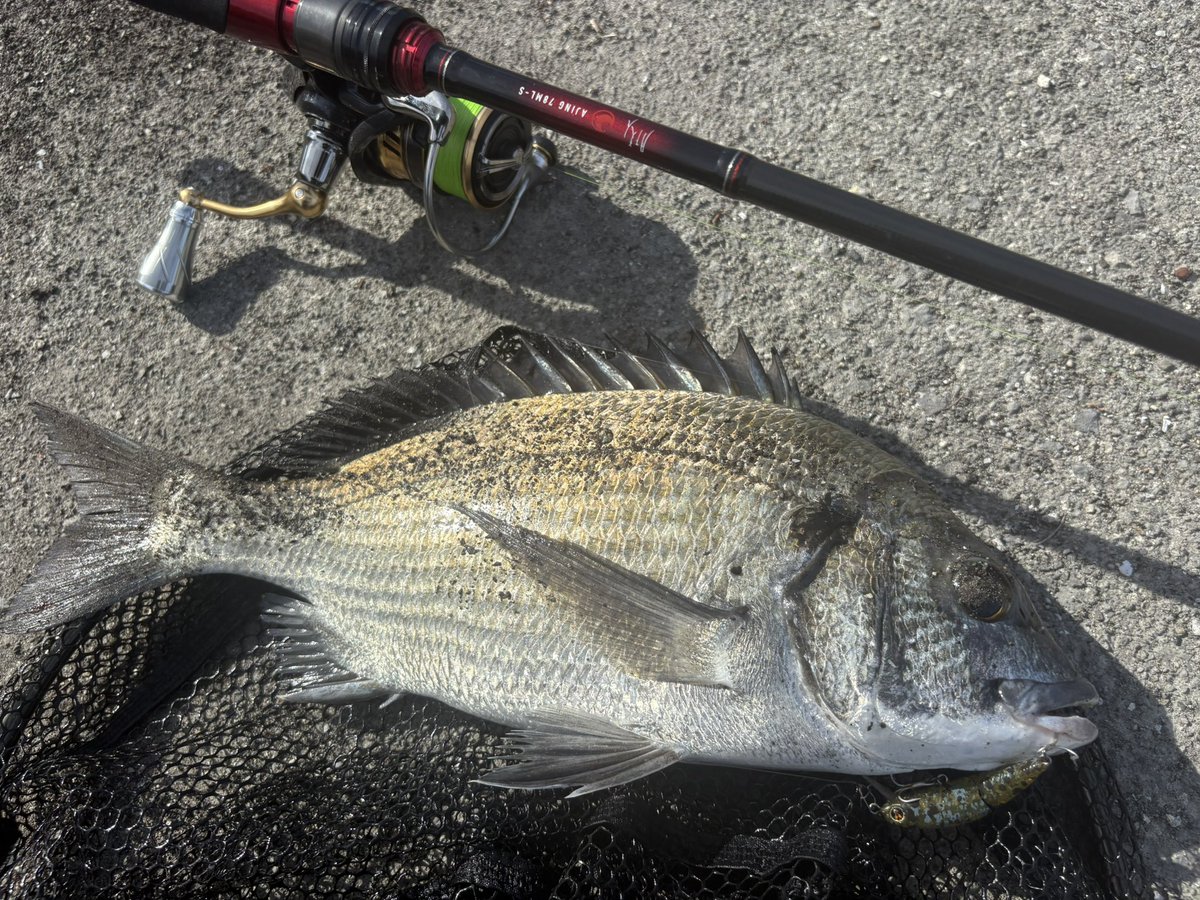 ミナミクロダイ 剥製 びっちゅう on X