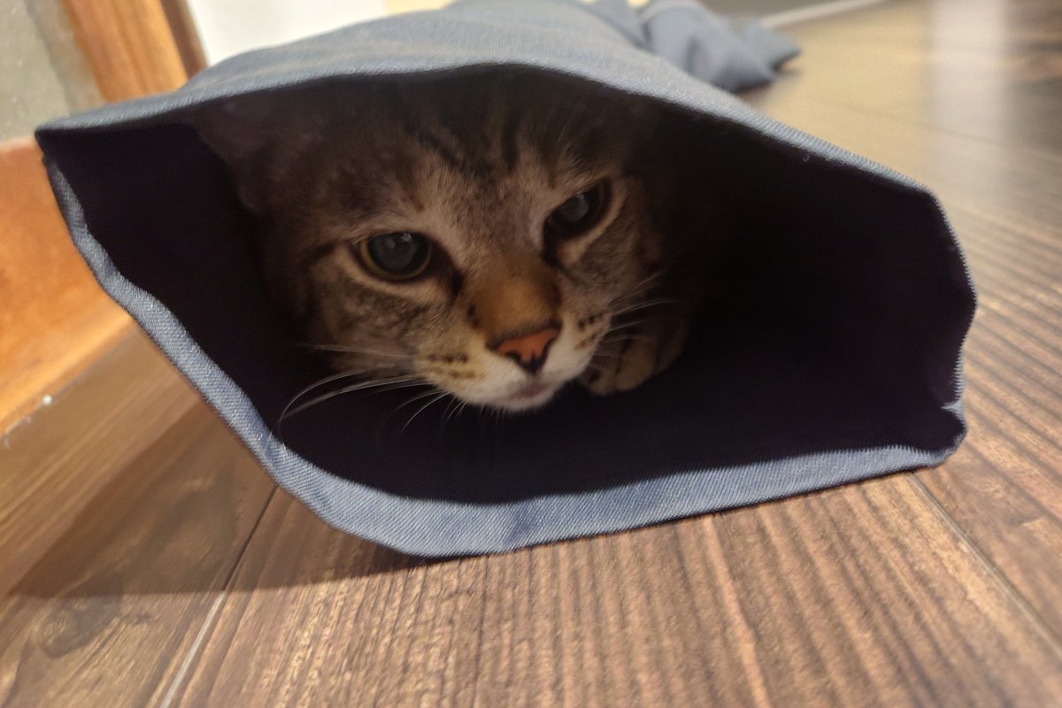motsuni_nuko's tweet photo. ズボンに入ったはいいけど
腹が引っかかって出れない猫
メタボ https://t.co/75pHfOZe89