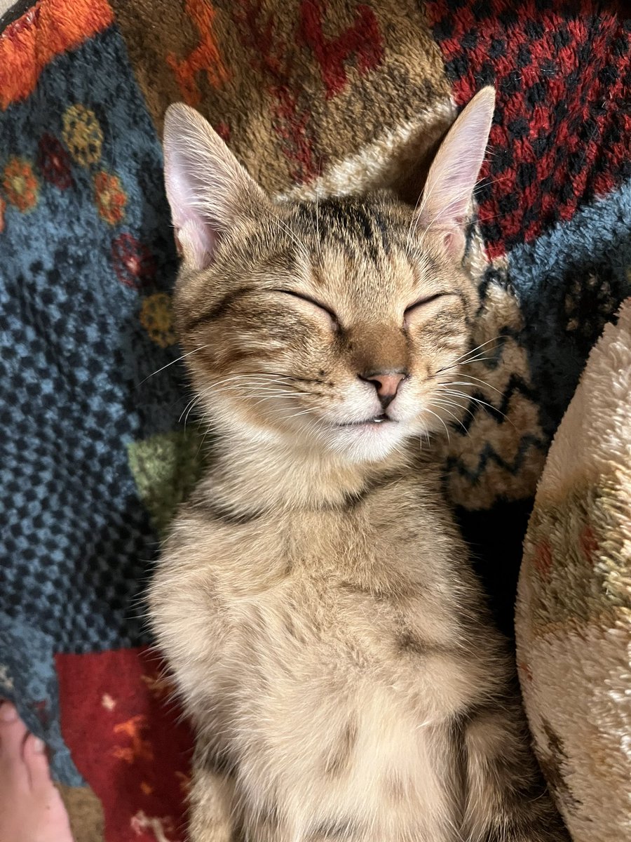 は、初めての純正ヘソ天キターーー！！