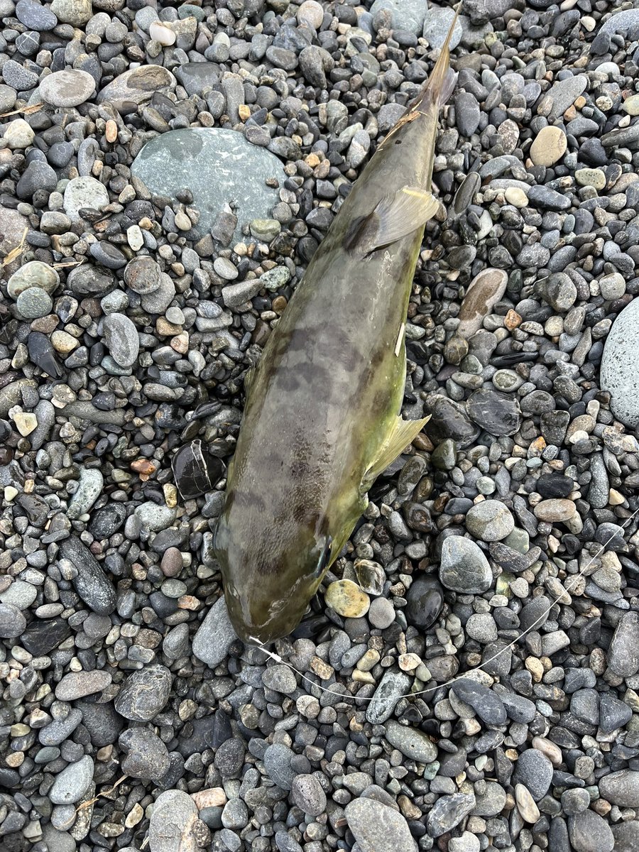 Take10311963's tweet photo. 3週間ぶりの釣り、東の浜で13時ごろスタート。今シーズン1番まともな釣りになった。ペンペンから始まって、マル、ヒラ、スマ、フグとポツポツと釣れた。 https://t.co/NvtINE0Ras