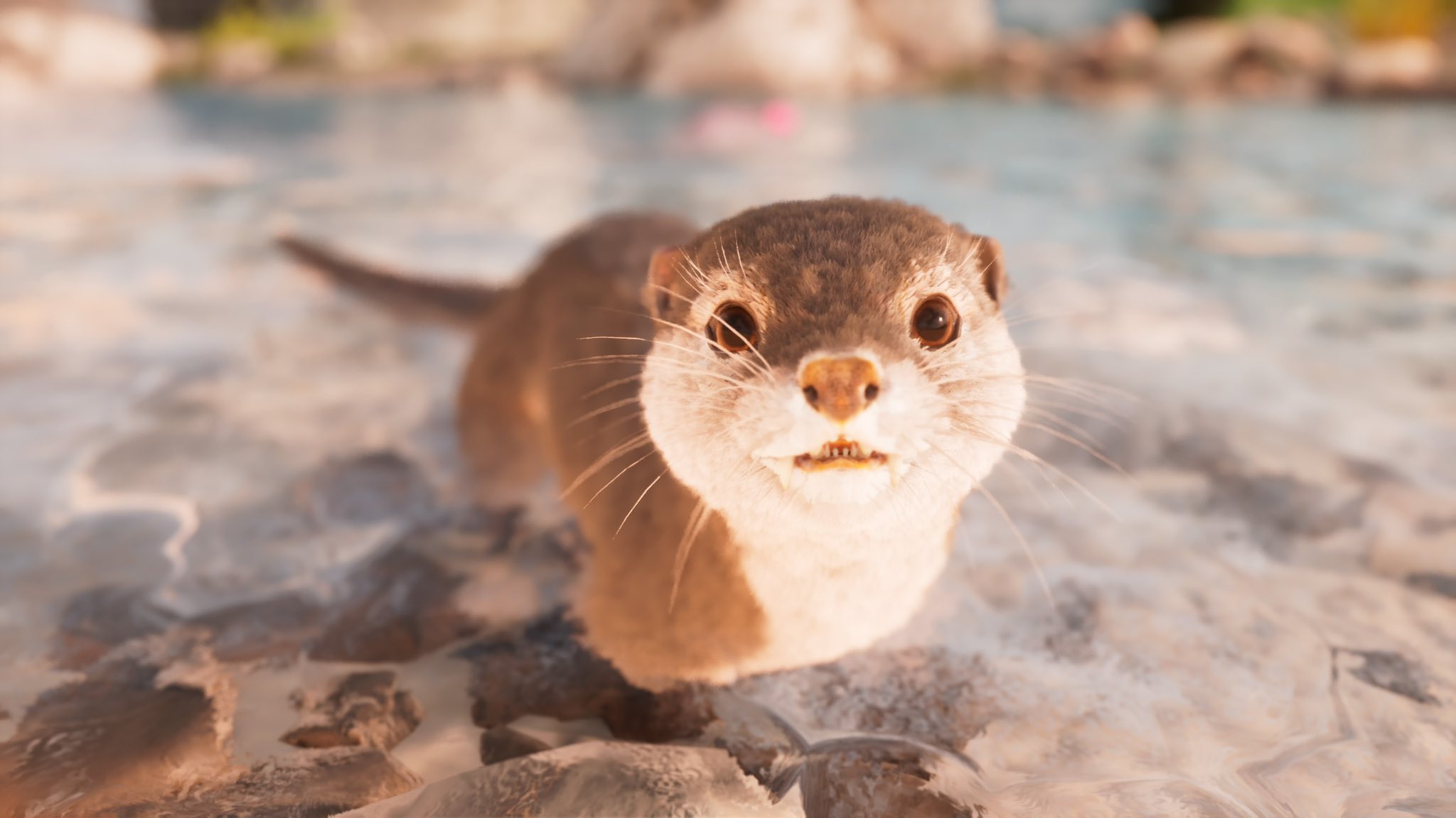 カワウソ F8Ji2OQboAAoNrB.jpg