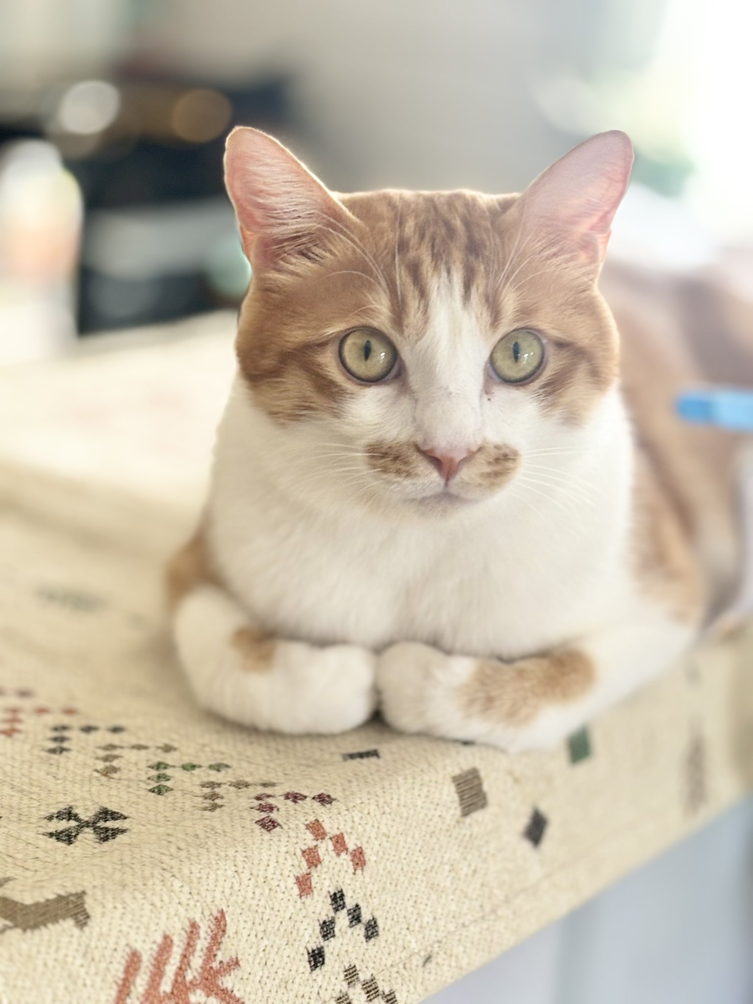neko好き♡ on X: 