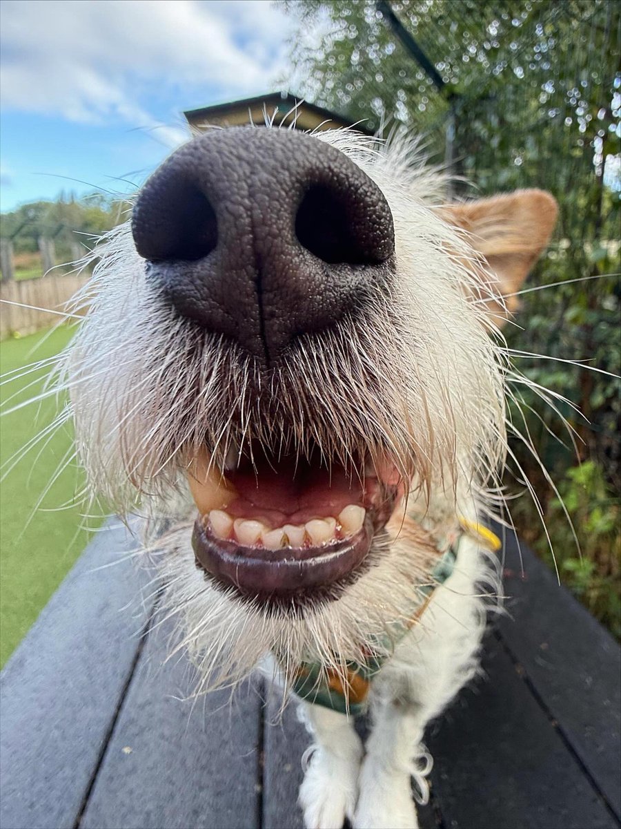 Are you FALL-ing for little Skipper? 🍂🤪🤞🏻

Little Skipper was out in the leaves yesterday, double checking that none of them were in fact edible treatos 🙈😋 as it was officially the first day of Autumn! 

<a href="/DogsTrust/">Dogs Trust 💛🐶</a>
