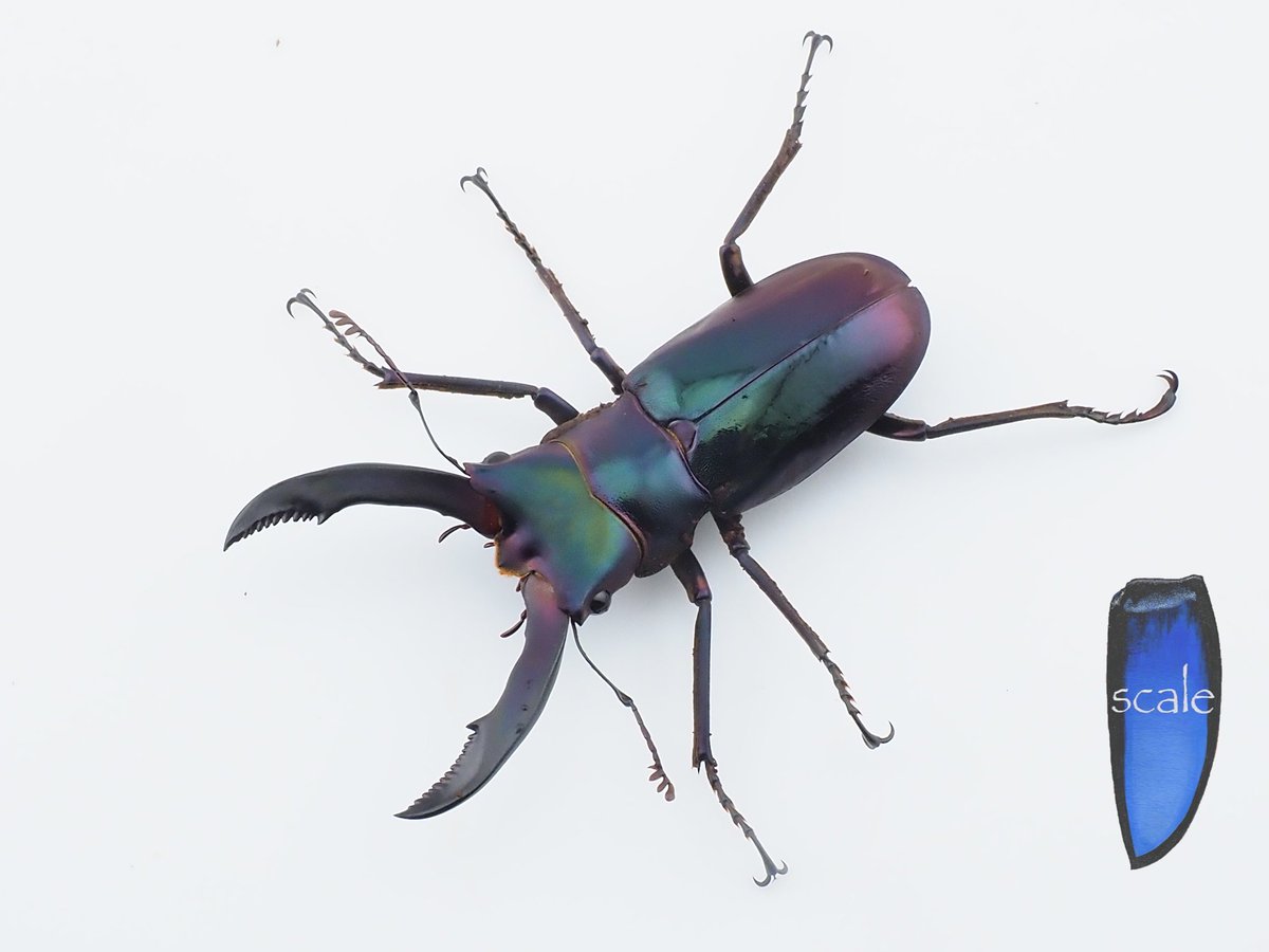 ツマヨウジページ ZX-135 “FLASHER“ 公式限定ステッカー（小サイズ）付 | ZEXUS