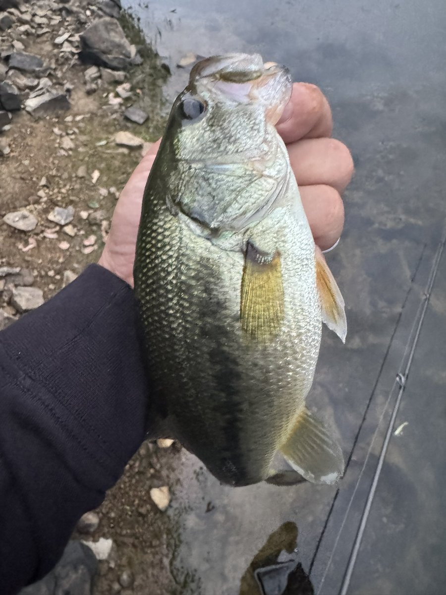 本日の釣果
7B6F
絶対に取り切らなきゃいけなかった50upを足元で切られた…
ルアーは奇跡的に回収できたけど悔しい‼︎

キャッチした内の5本はmibro チーター/OYゴースト
サイズは可愛い奴らだったけどしっかりエサを食べててコロコロでした