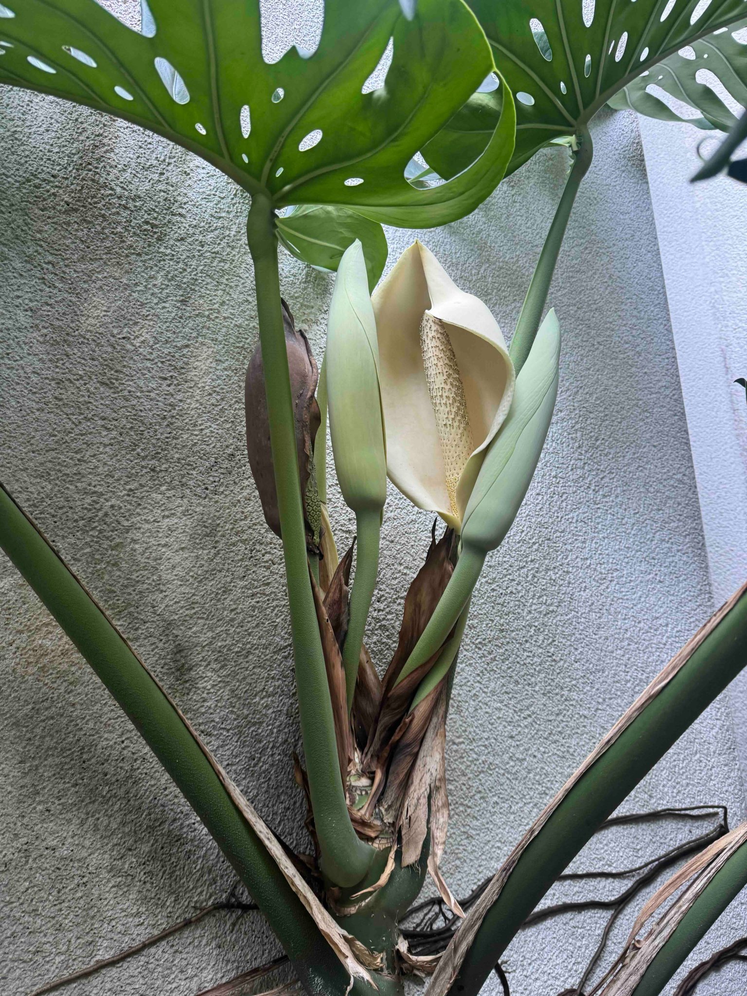 開花結実実績あり！ 特大のモンステラ꧂ Tetsunari Inamura on X: