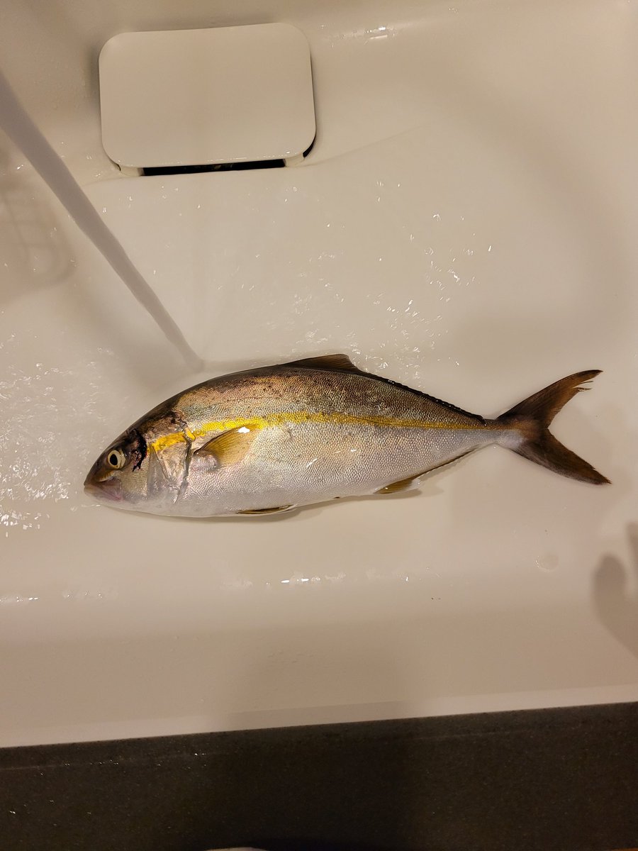 こたこた (@kobuta92) / Posts / X